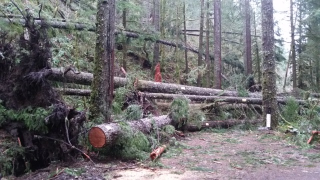 Mt. Hood National Forest Rhododendron Oregon Road 20 Storm Damage