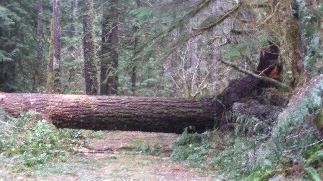 Mt. Hood National Forest storm damage
